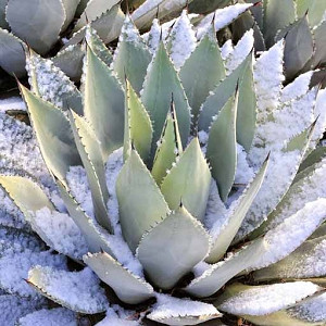 Cold-Hardy Agaves, Frost Tolerant agaves, Hardy Agaves